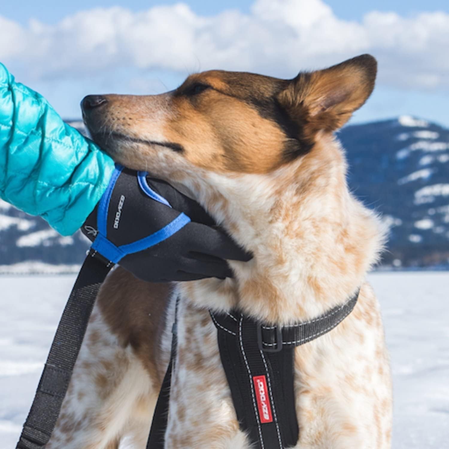 Premium Handy Dog Leash - Soft and Secure Neoprene Glove Perfect for Running or Jogging - Add to Any Existing Leash or Combine with an Extension (15”, Black)